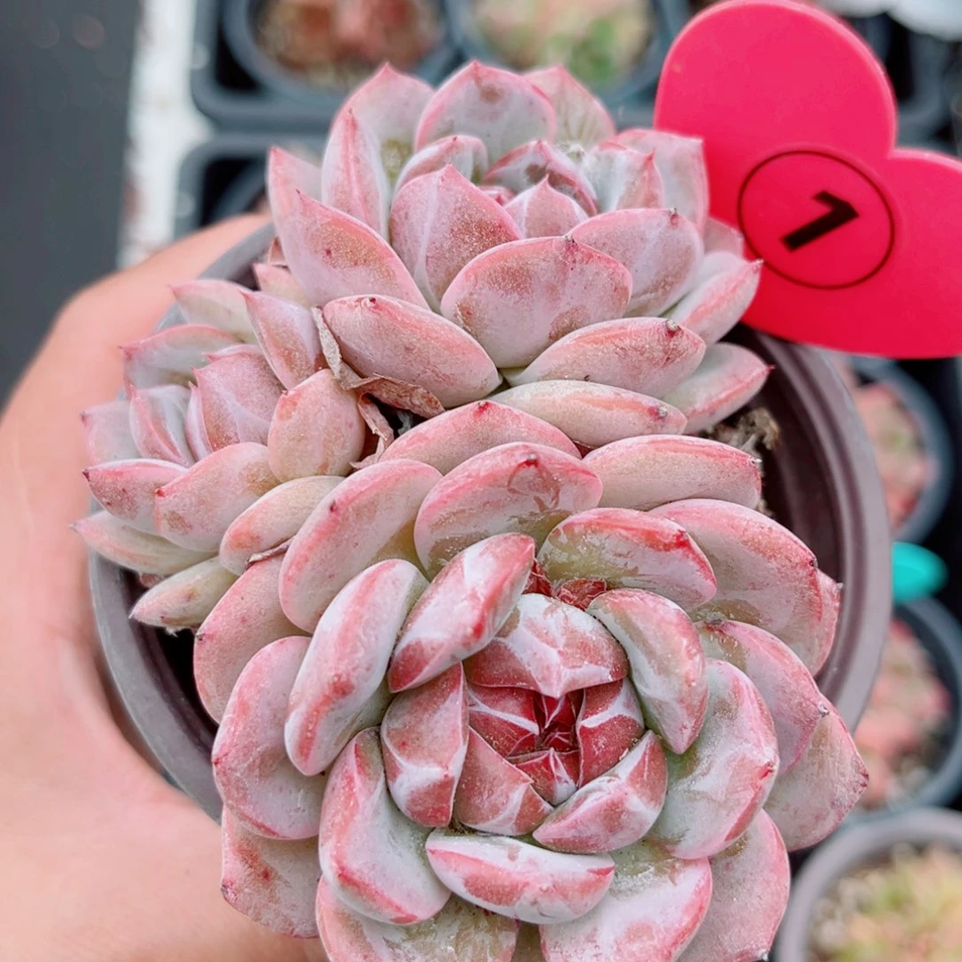 1号小老桩珍妮群3头