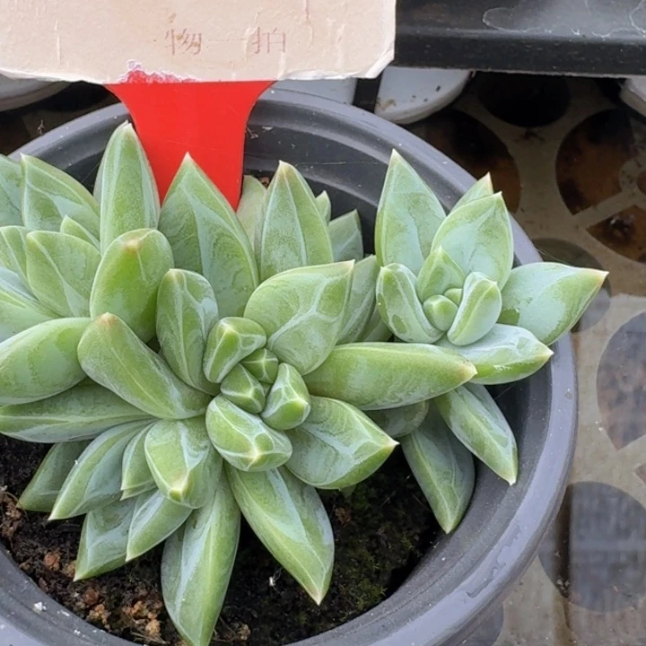 巴斯光年548多肉植物