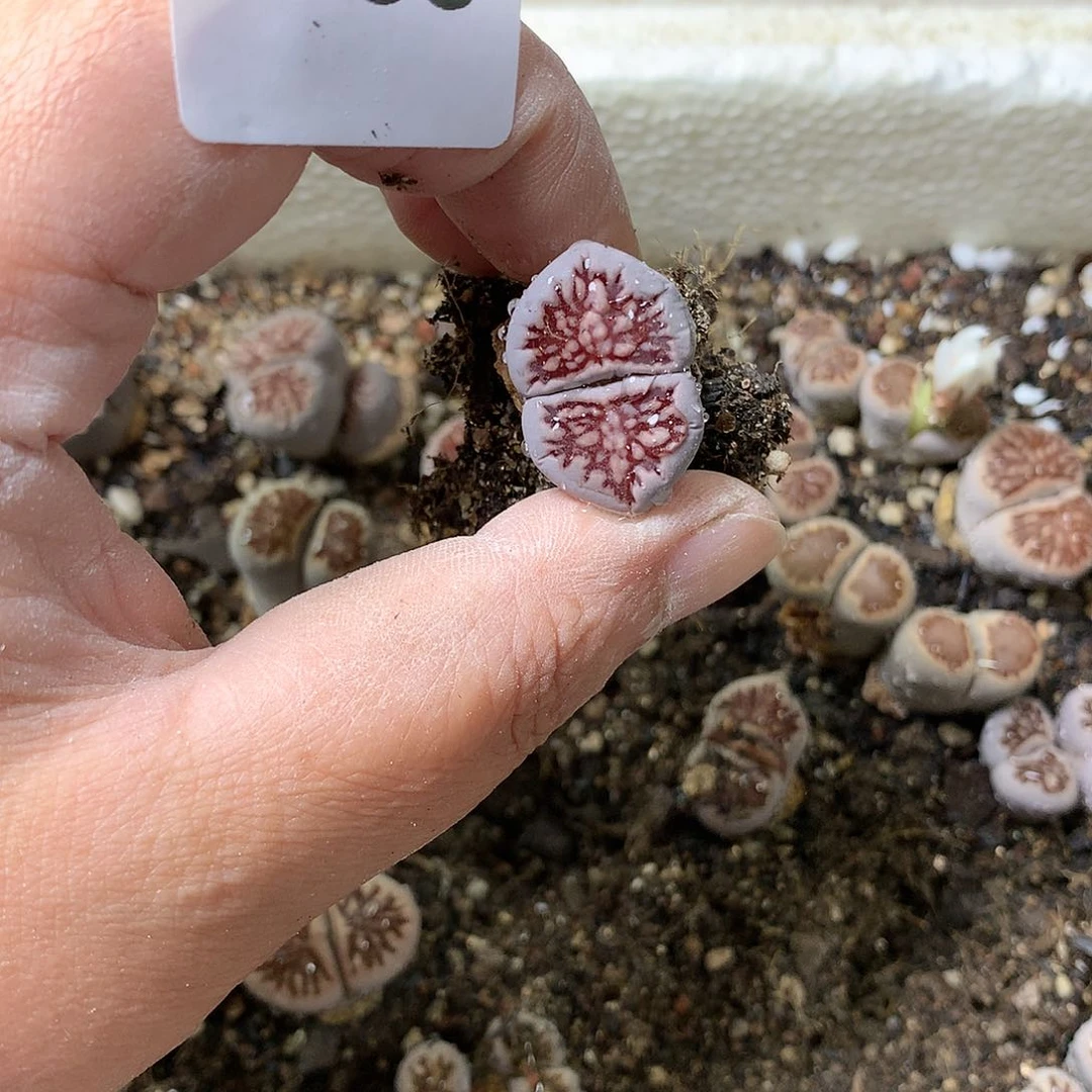 v****eY188多肉植物保护研究所