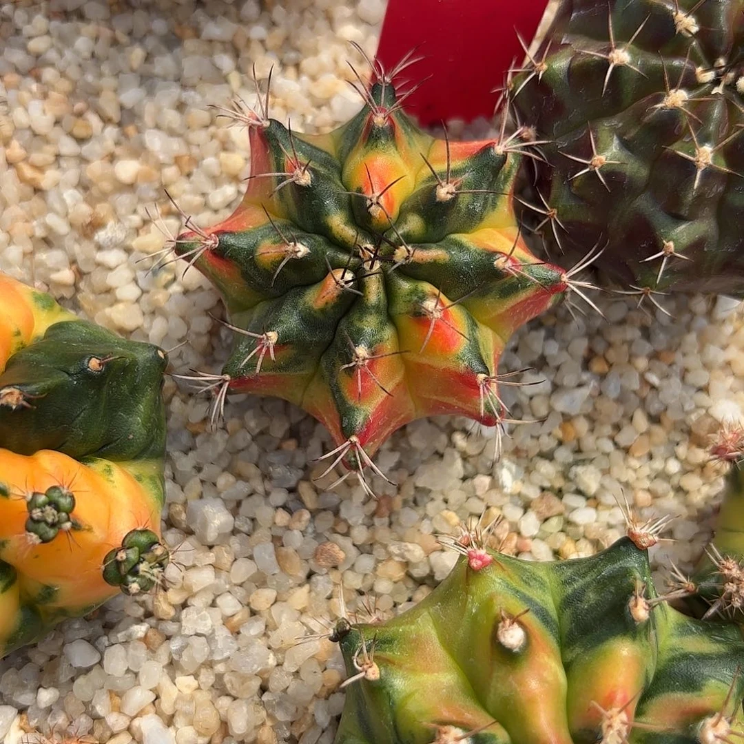 161-1105泰国发货多肉