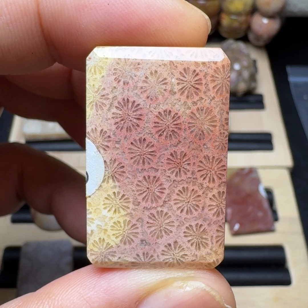 硅化珊瑚（珊瑚玉）未镶嵌纯天然色有机玉石保真色