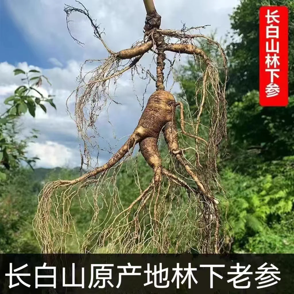 长白山林下参无人工干预煮水煲汤泡茶滋补直播链接