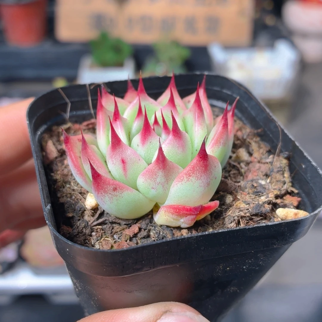 托斯卡多肉9.9包邮发货