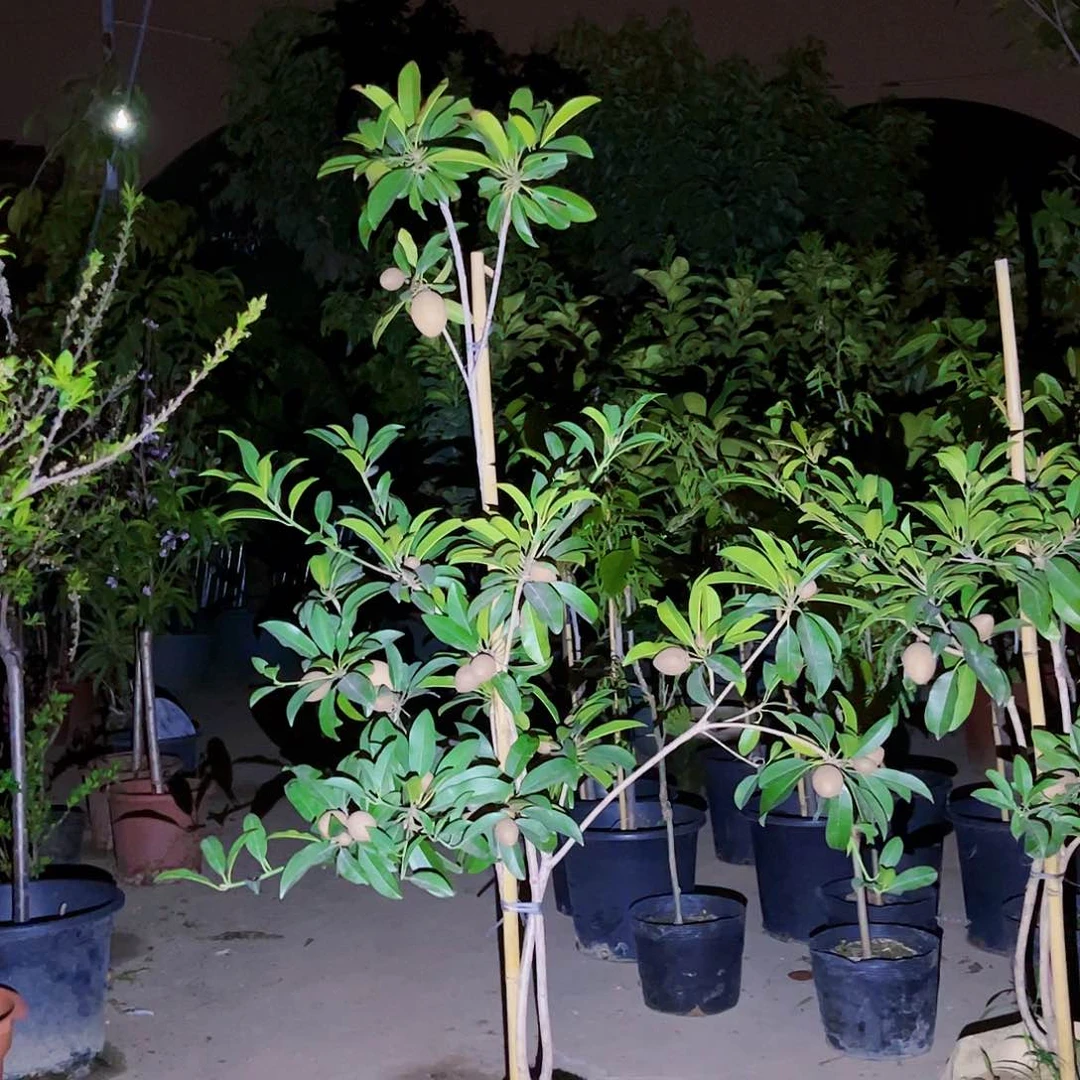 y*果苗，果苗，果苗6666