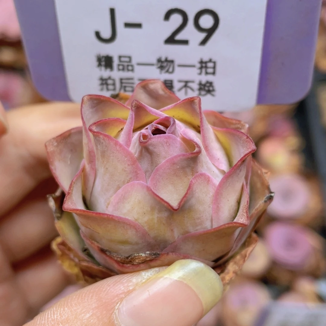 山地玫瑰J29满38包邮裸根发货