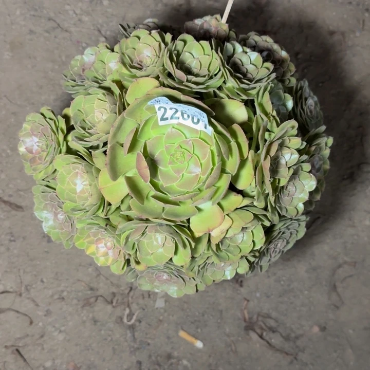 22601南抹茶多肉植物