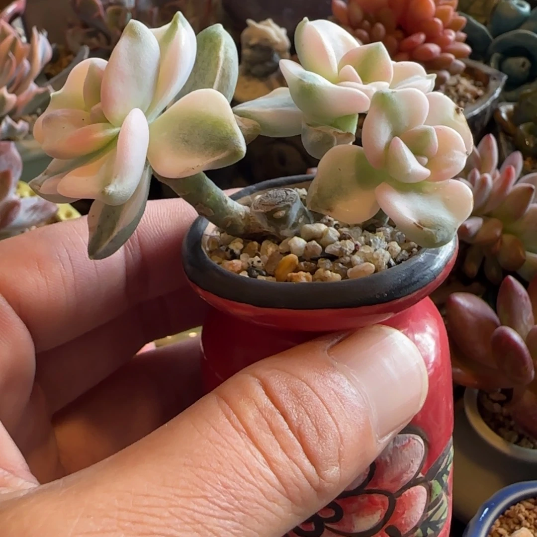 多肉植物紫乐井三桶油