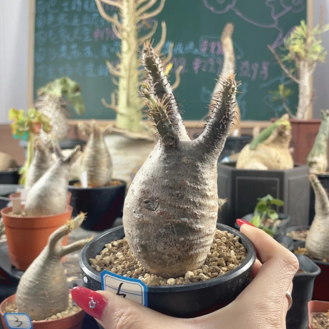 3月8日直播间福利宫