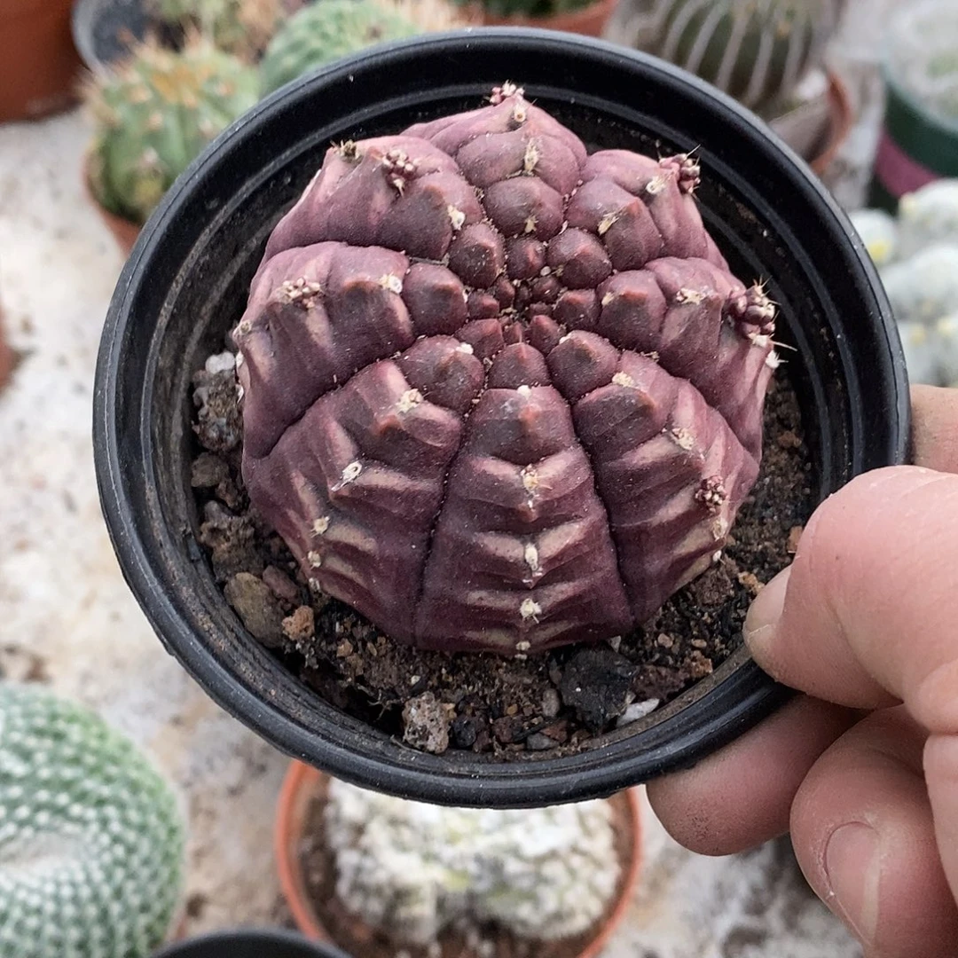 用***3无花朵梦想仙人球仙人掌