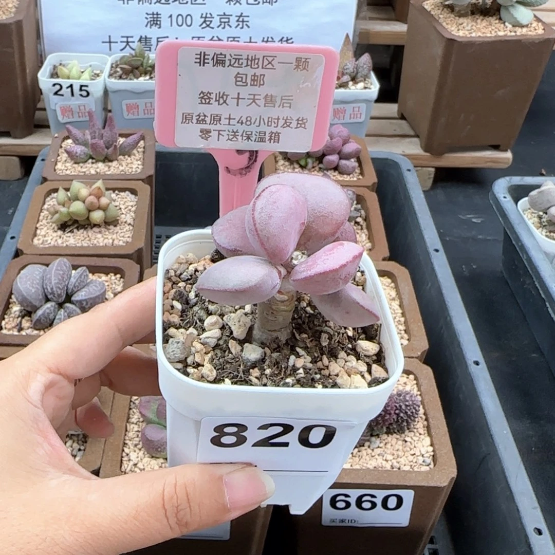 王*820白肌红蛋多肉植物