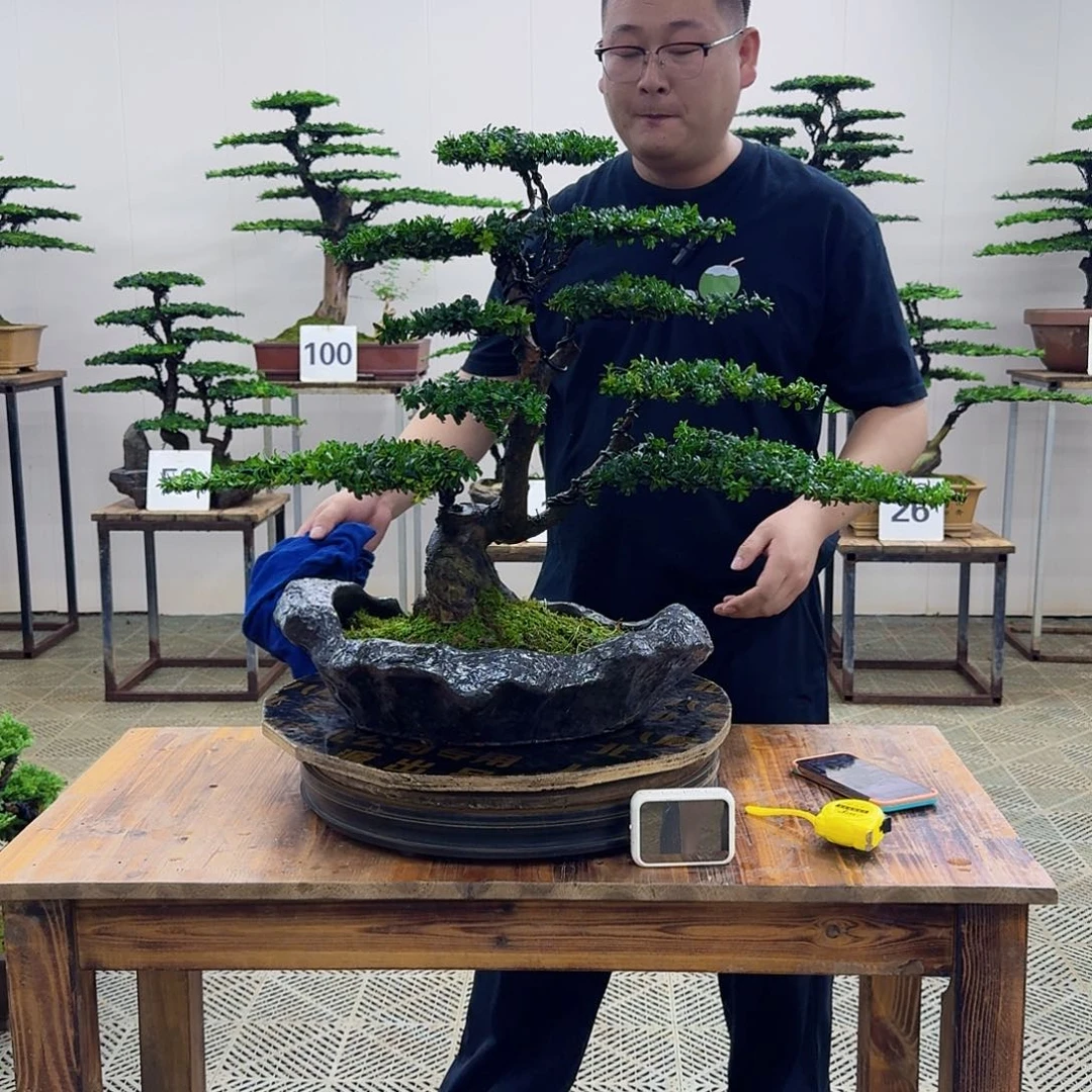 无花朵珍珠红芽罗汉松造型盆景