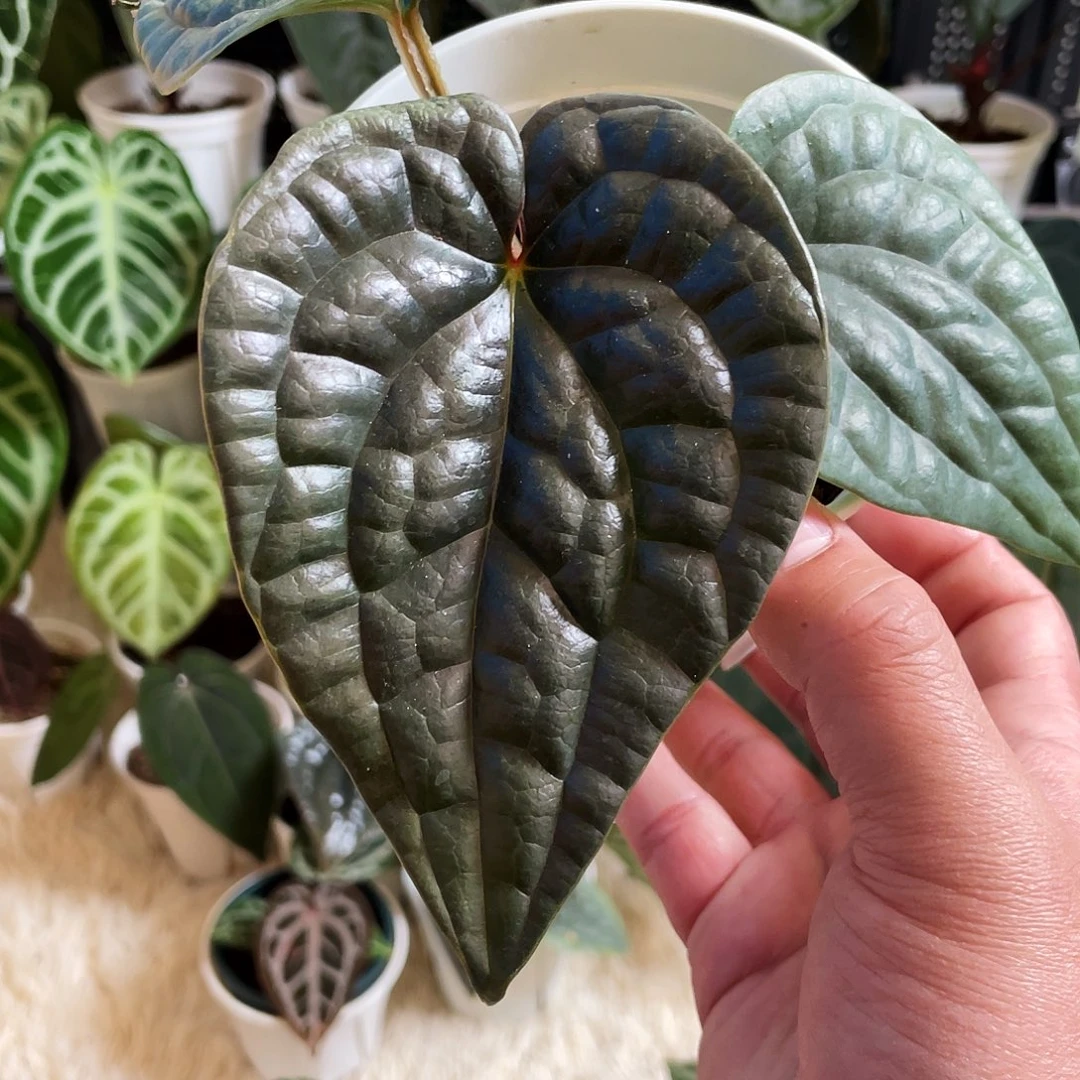 完全开放黑奢华花烛