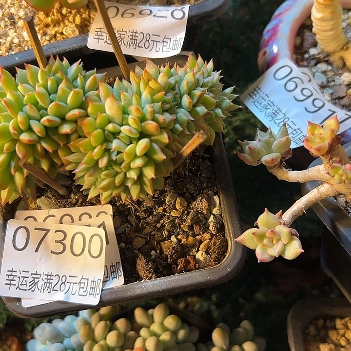 幸运的是我还没遇到你的时候