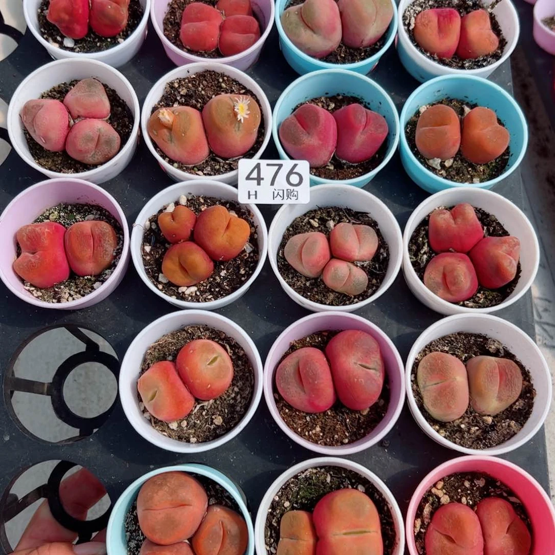 无花朵老****?我很喜欢这个H476