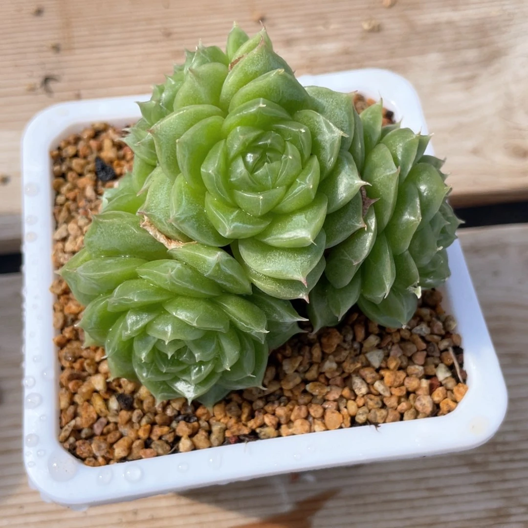 优选麦杆福利1032