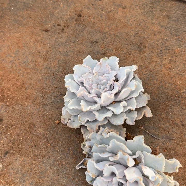 白饺子皮两颗量拍发货30-191