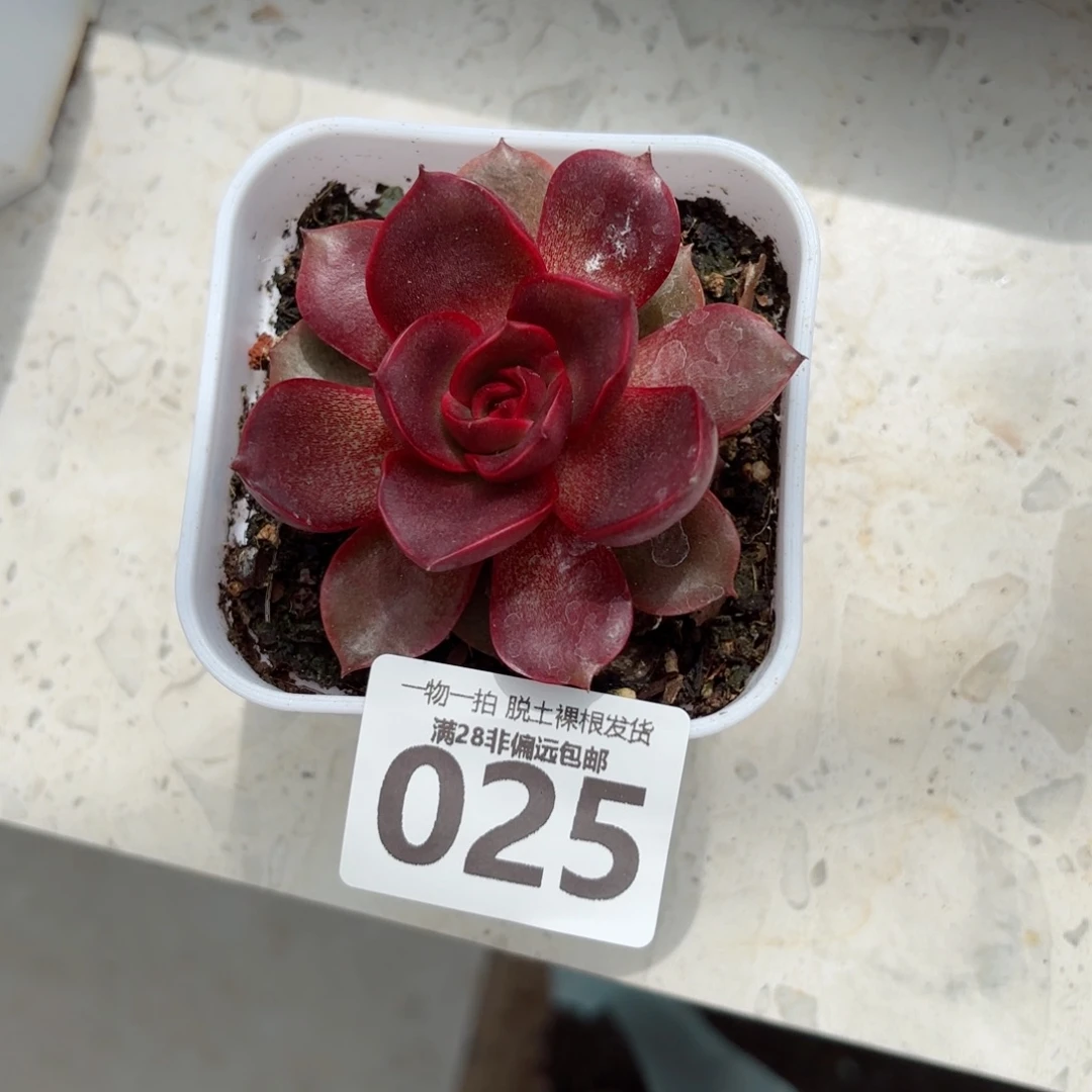 红灯单头无盆土发货
