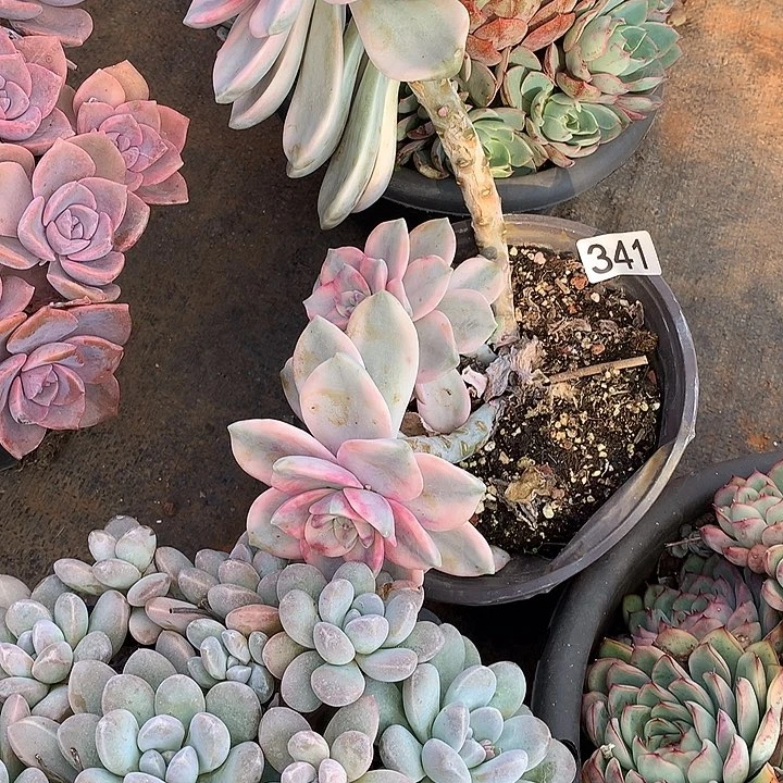 341紫乐锦 一物一拍多肉