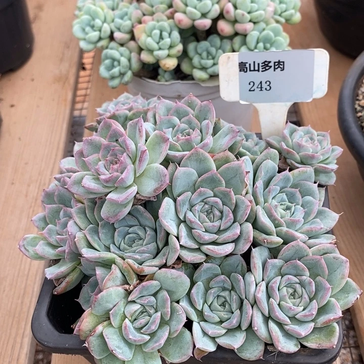 D243- 直播福利 东云捧花