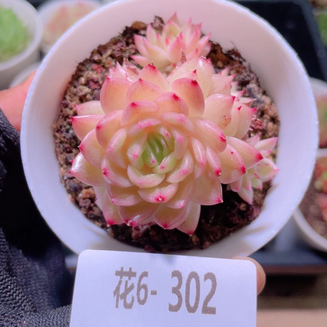 花利美 6-302麦秆