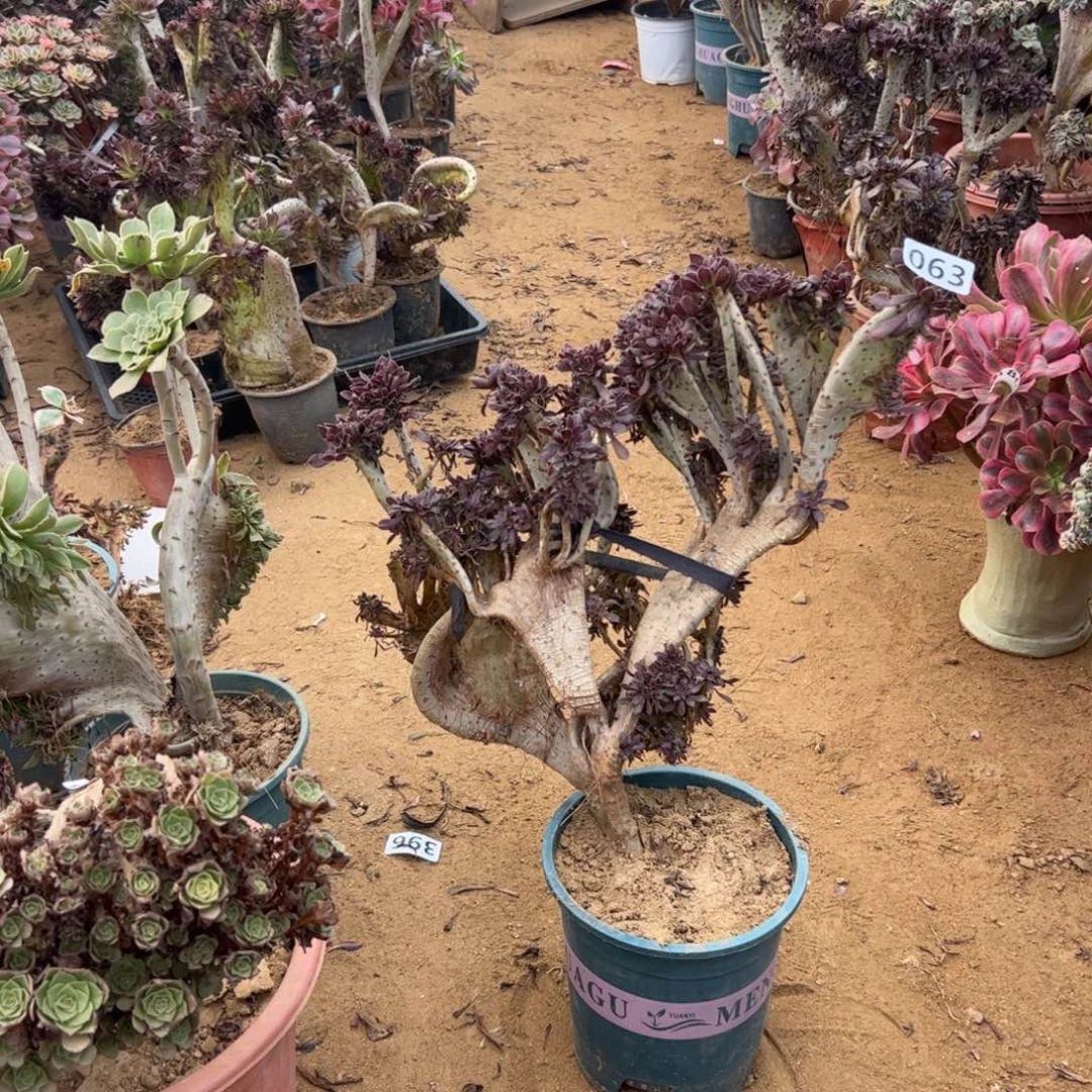 有伤黑缀063高度40厘米