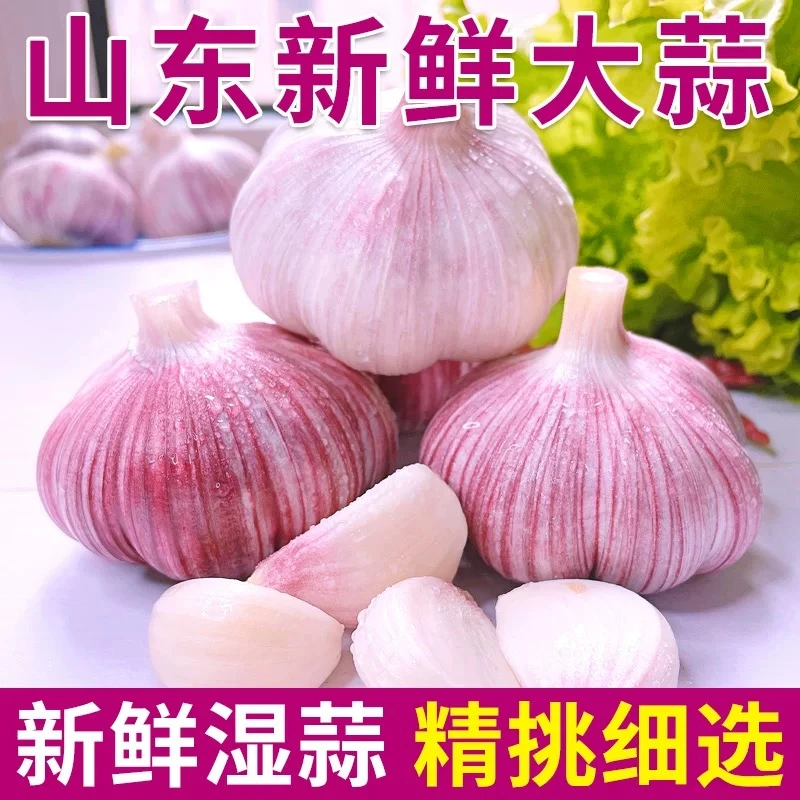 【助农】山东头茬紫白皮大蒜 新鲜现挖嫩蒜头 可研制腊八蒜产地直发