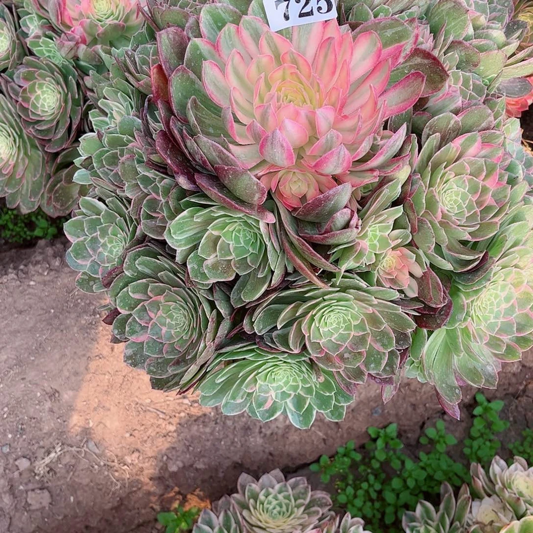 大*包多肉植物海王725