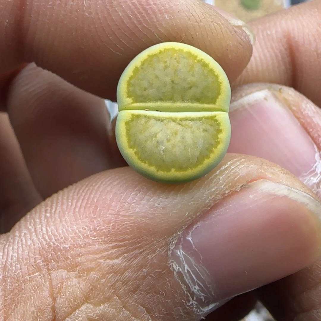 257 生石花大棚直播