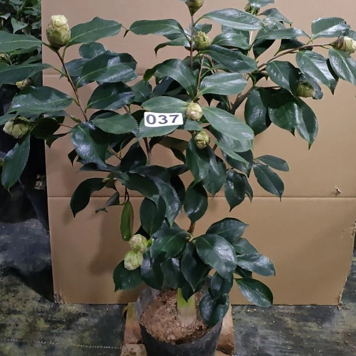 37白天鹅，原盆原土发货