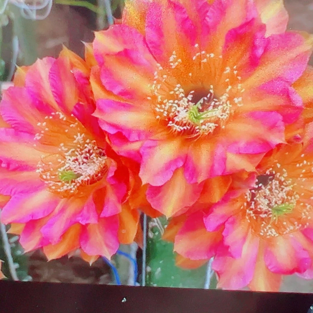 彩草彩虹糖侧芽 4厘米满20包邮
