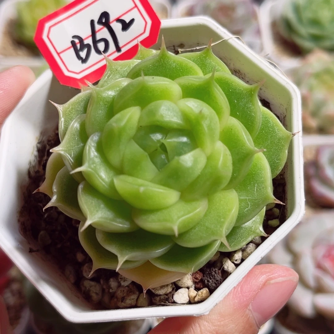 B692 一物一拍  123