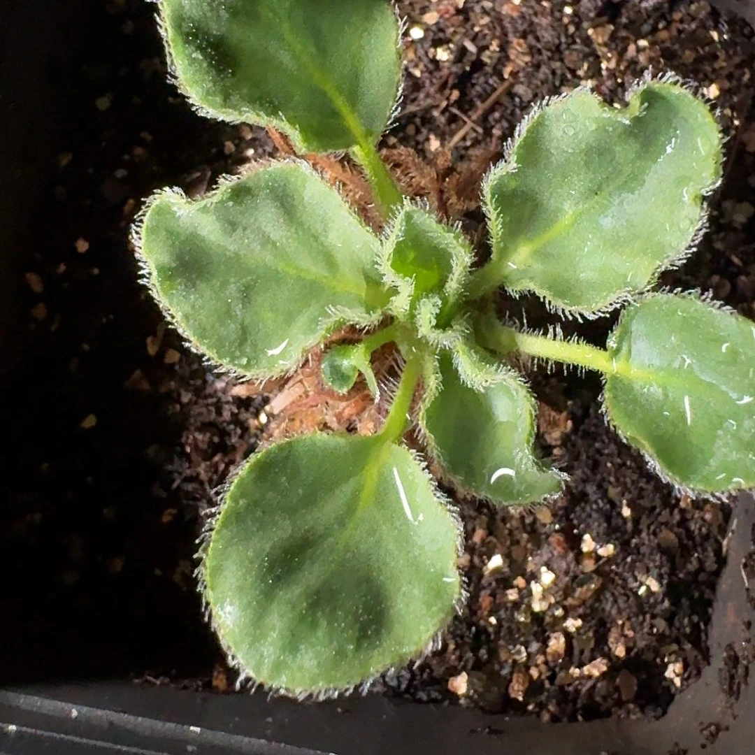 紫黑花洋葵玫瑰叶的