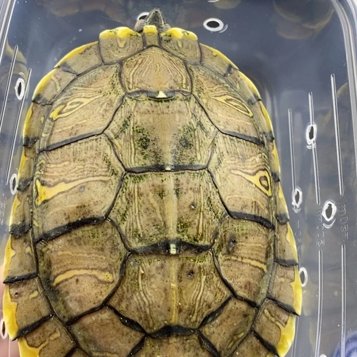 巴西彩龟母66666666