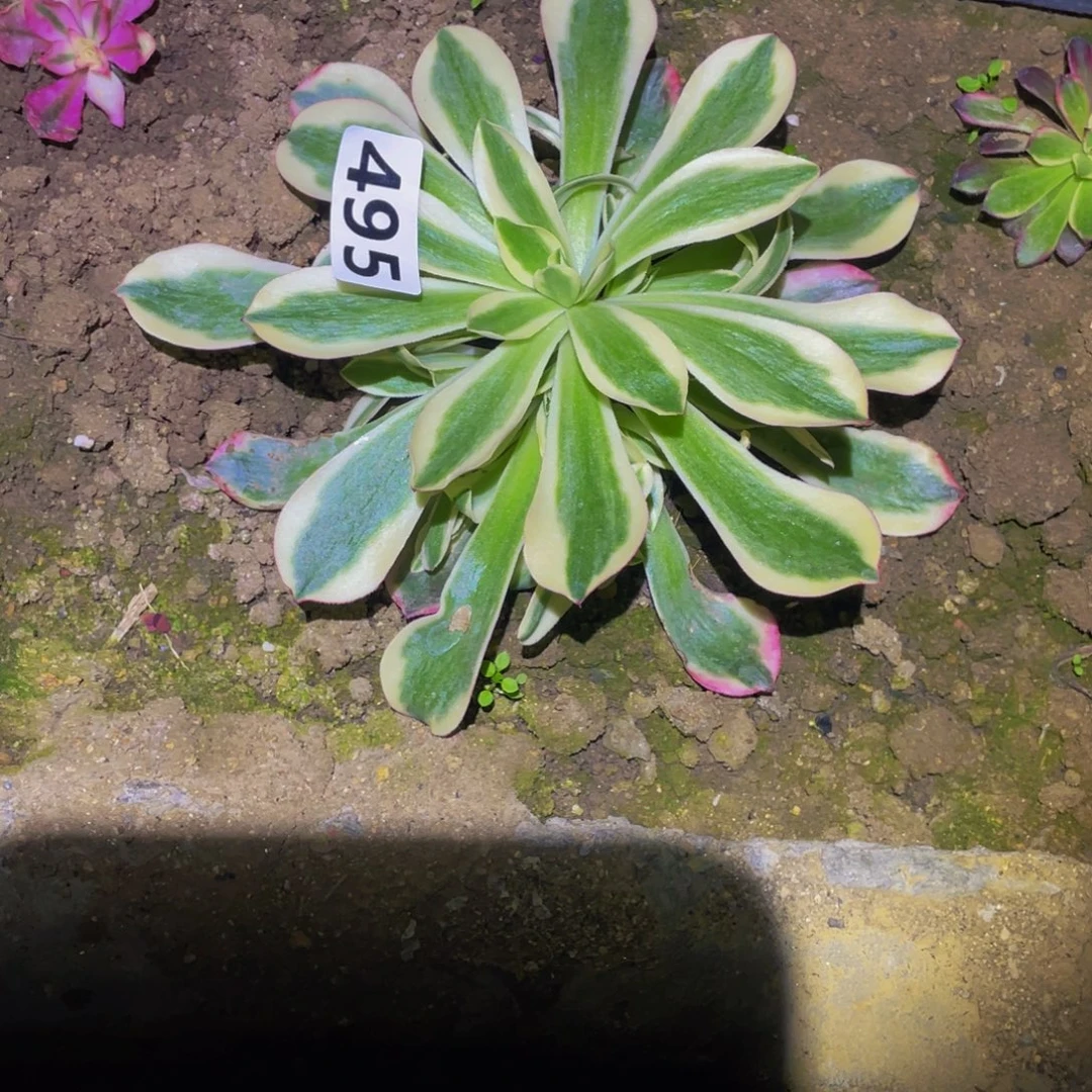 495樱桃多头植物的