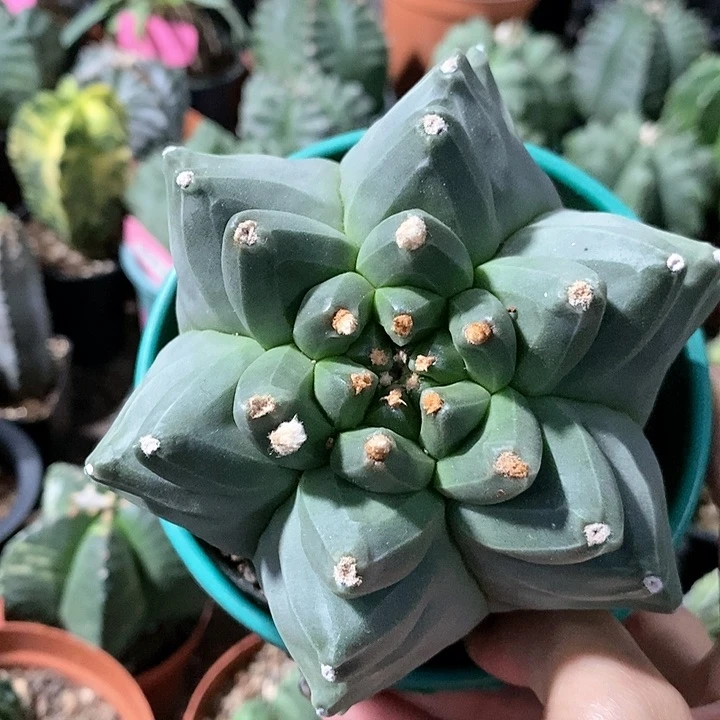 ?***哈花花草草花花草草