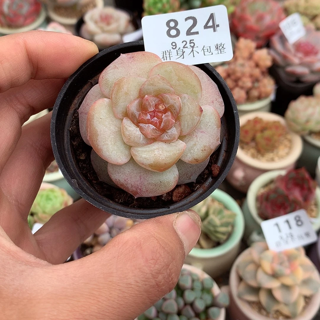 精控拇指盆9.25824