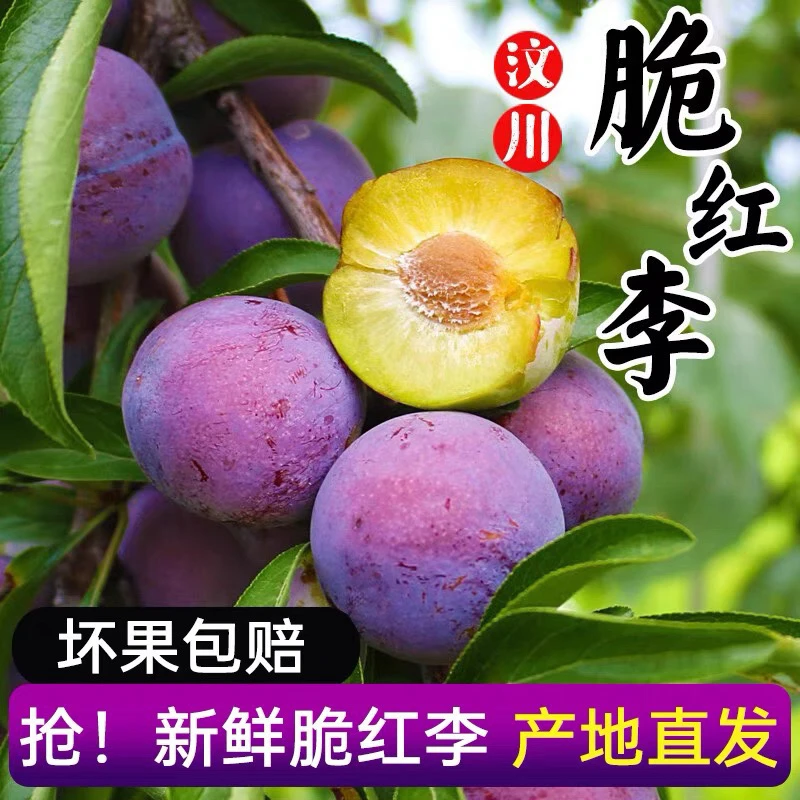 四川阿坝州汶川茂县脆红李脱骨新鲜现摘山里脆甜多汁水果