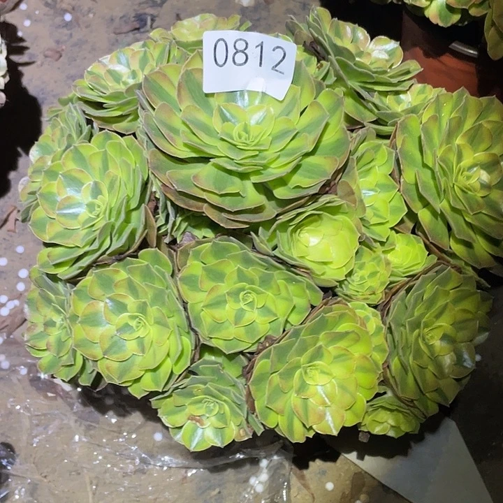 荷*田多肉植物法师812雨荷