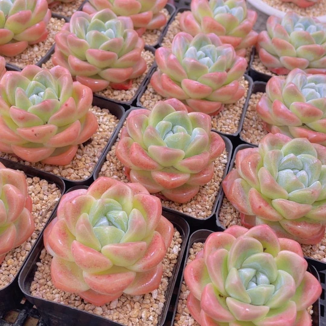 量拍2号 肥胖樱花钻石冰玉大单头一个