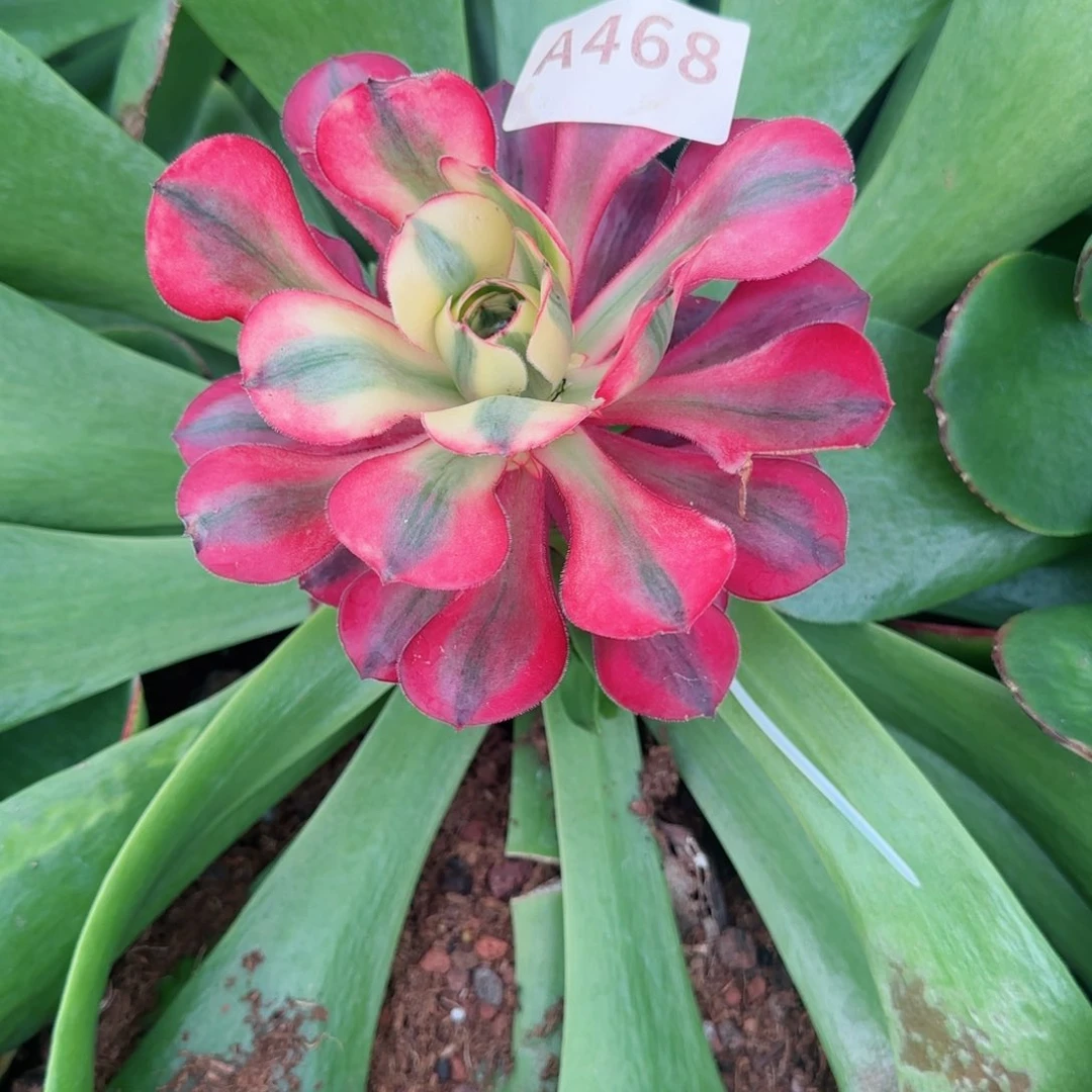 温*爱丽丝预售秋天发货