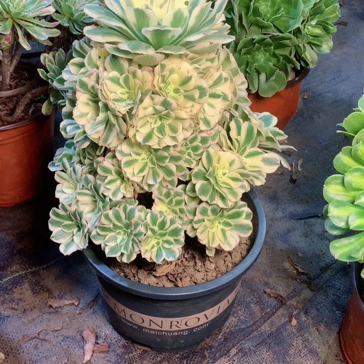 931迈巴赫多肉一物一拍