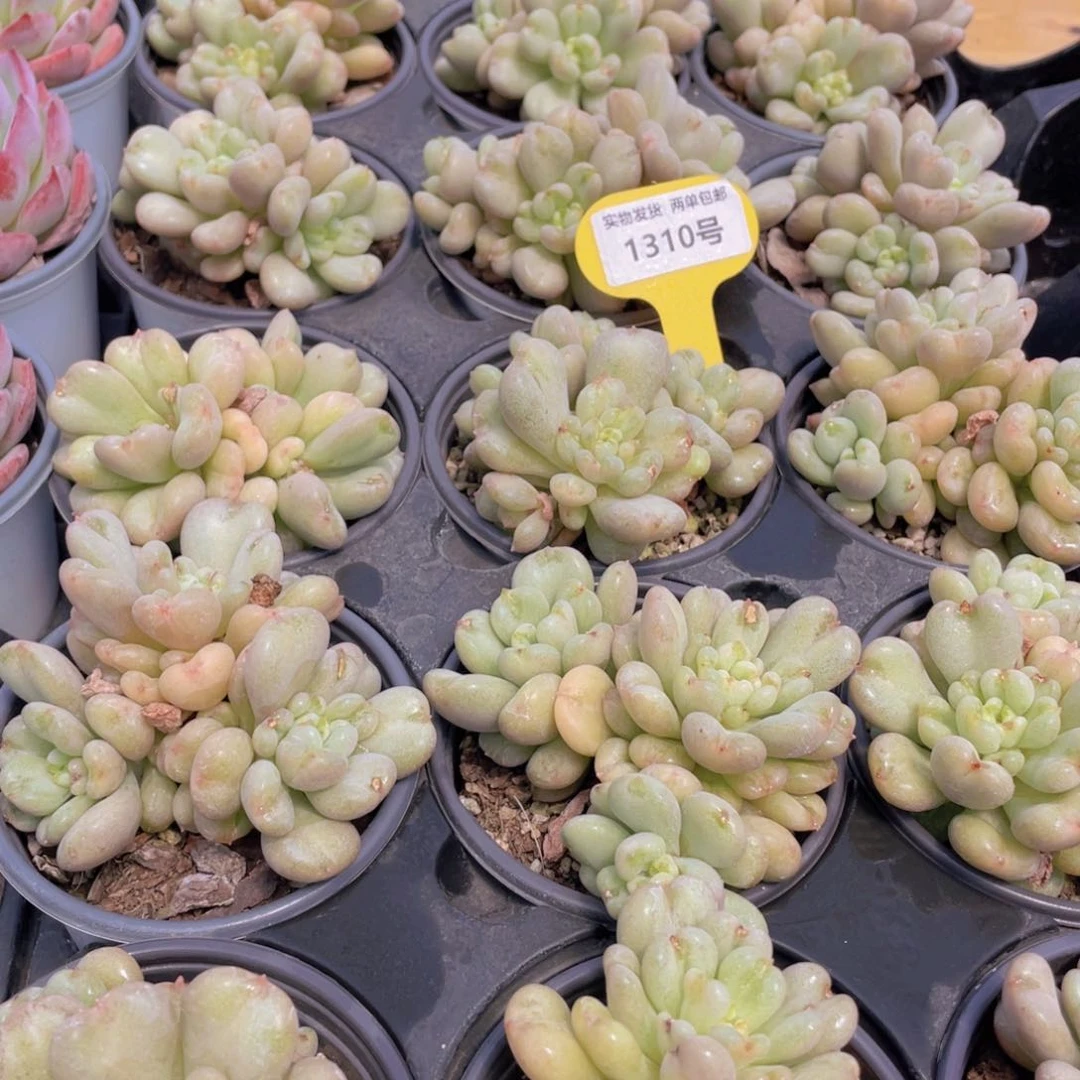 1310号 爱心型比尔盖茨大群生一个