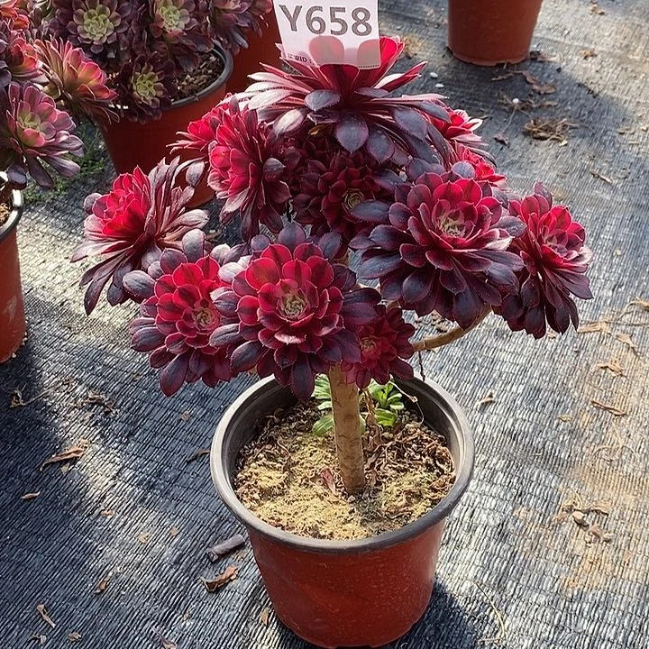 我**苗黑铜白658。