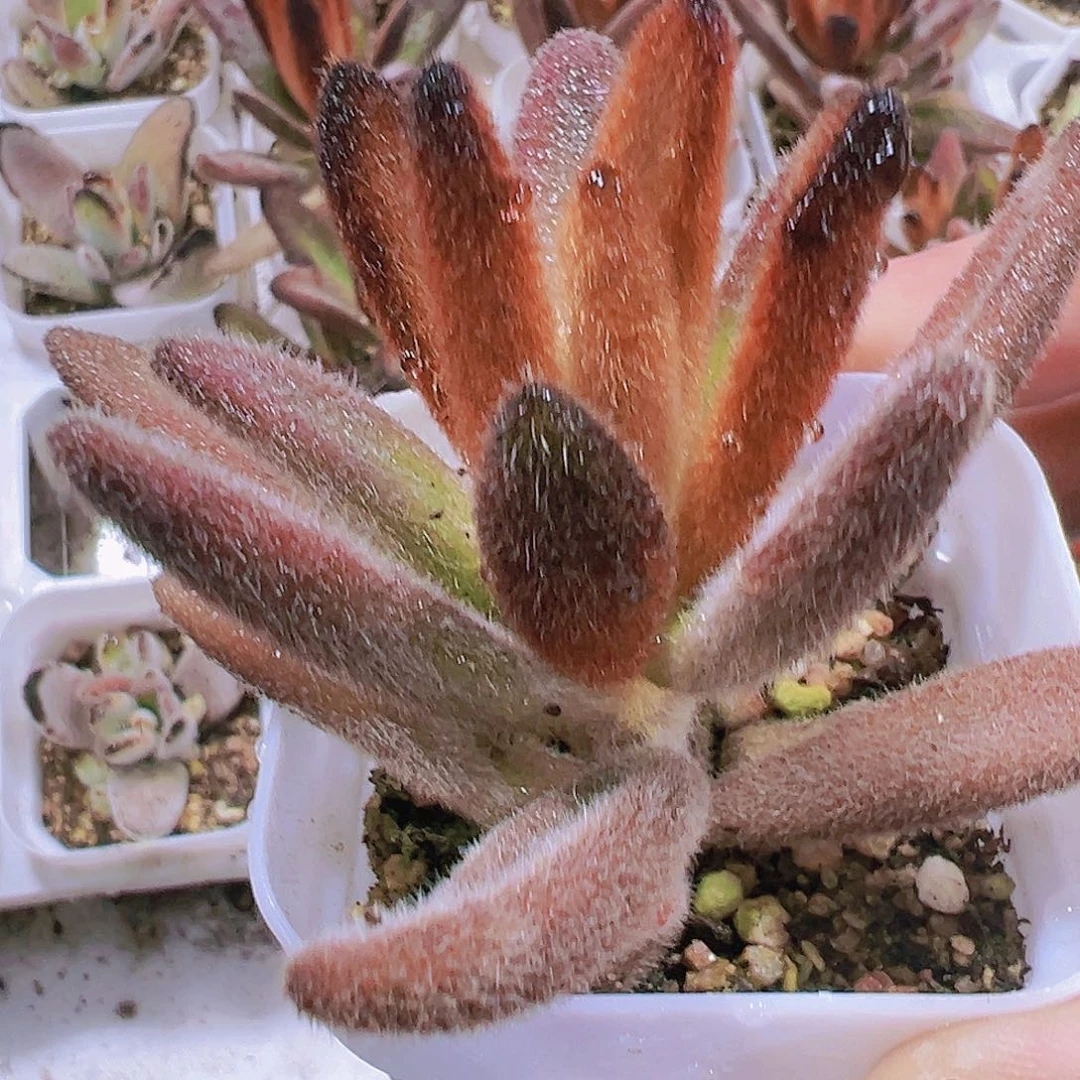 孙悟空多肉植物19包邮