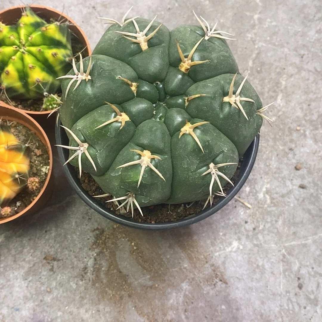 零***C一物一拍一棵仙人球