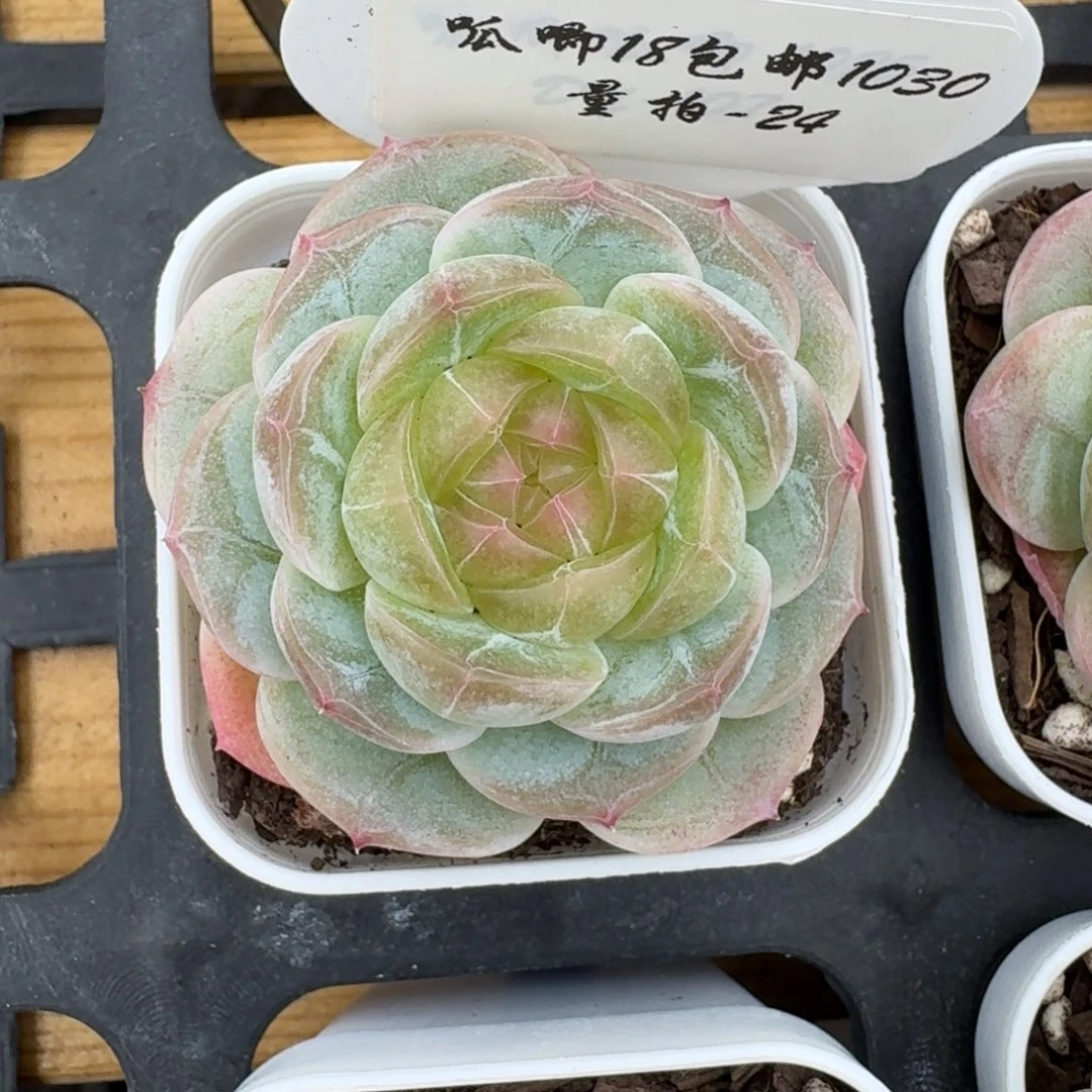 1030-024-宜修单头