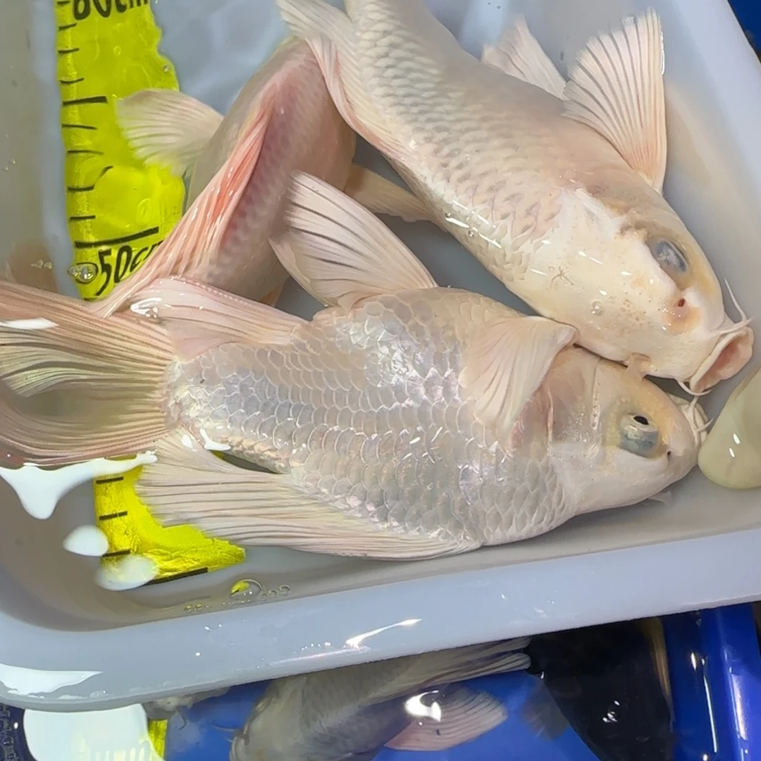 中国大陆蝴蝶鲤三条精品