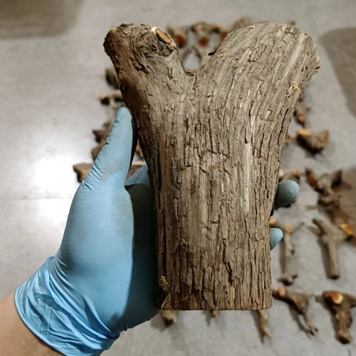 久***心香榧木崖柏原叉崖柏原叉崖柏