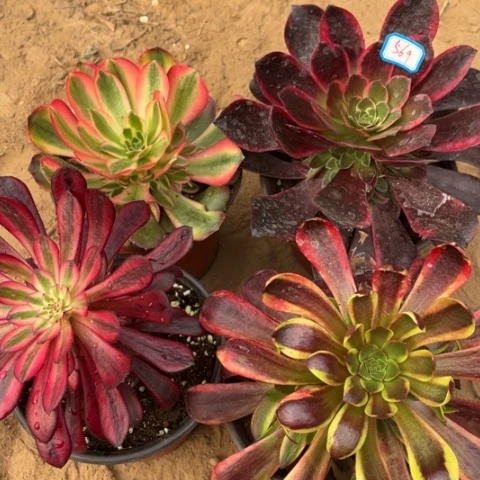 569多肉植物组合