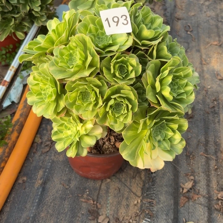 翡翠琉璃多肉植物不包损193